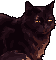 Smudge, a long-haired black cat with amber eyes